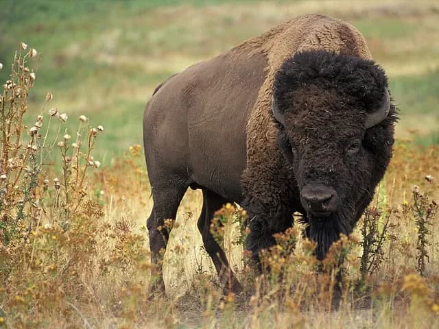 Bison, is it keto?