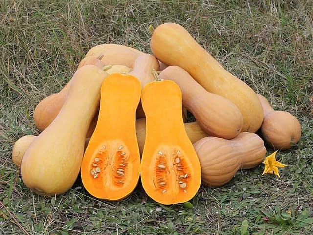 Butternut Squash, is it keto?