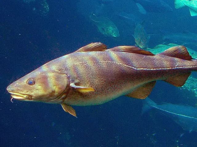 Cod, is it keto?