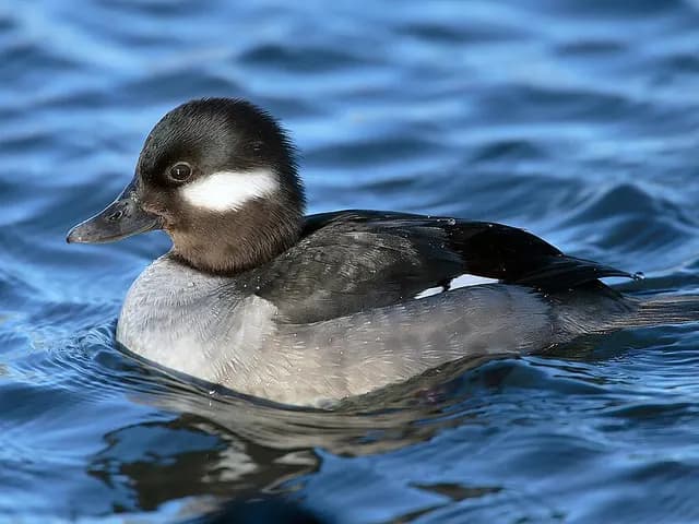 Duck, is it keto?