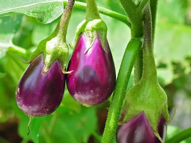 Eggplant, is it keto?