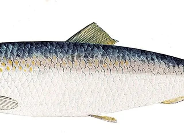 Herring, is it keto?