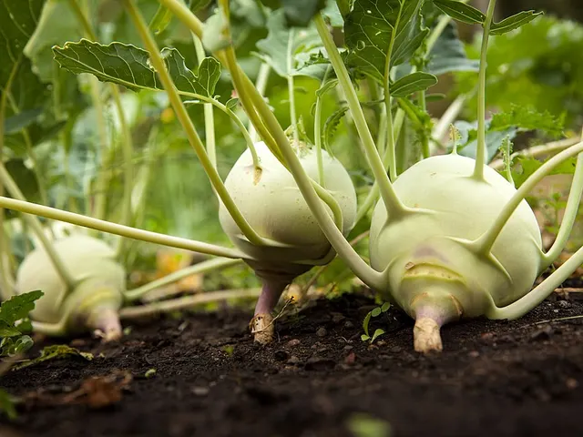 Kohlrabi, is it keto?