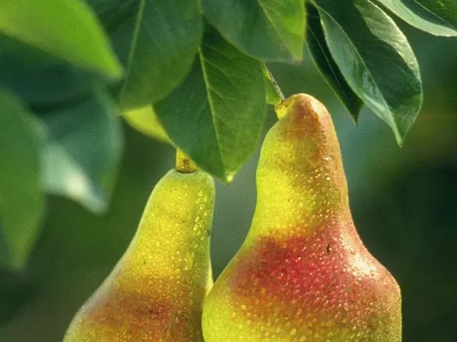 Pear, is it keto?