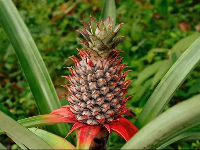 Pineapple, is it keto?
