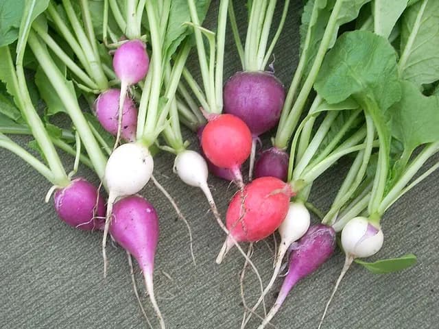 Radish, is it keto?