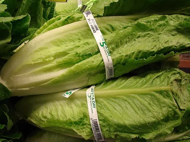 Romaine Lettuce, is it keto?