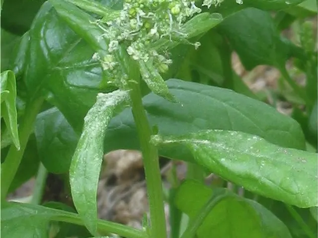 Spinach, is it keto?
