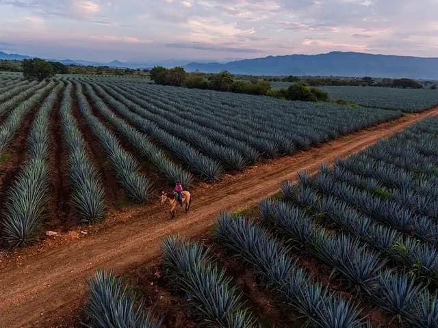 Tequila (Shot), is it keto?