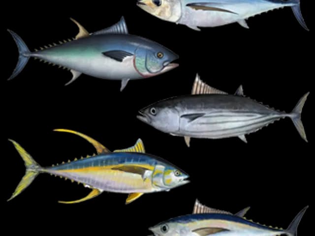Tuna, is it keto?